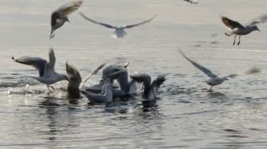 Animal Bird Seagulls in Sea Water Video