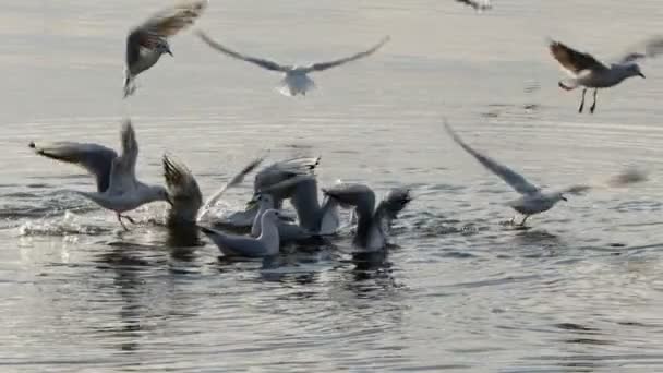 Animal Bird Seagulls Sea Water Video — Video