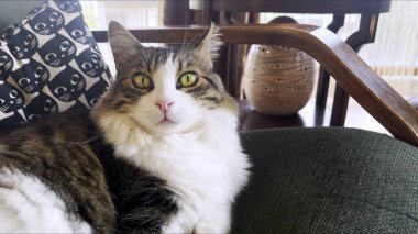 Sweet Mammal Animal Pet Cute Cat Photo