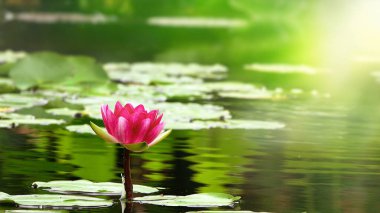 Lotus Flowers and Leaves on Lake Water 