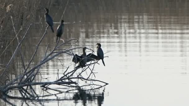 Cormoranes Pájaro Una Rama Árbol Seco Agua Mar — Vídeos de Stock