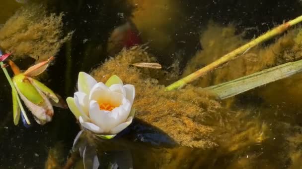 Kaunis Lily Lotus Kukat Lehdet Tyynessä Järvessä — kuvapankkivideo