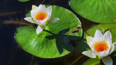 Güzel Lily Lotus Çiçekleri ve Sakin Göl Suyunda Yapraklar