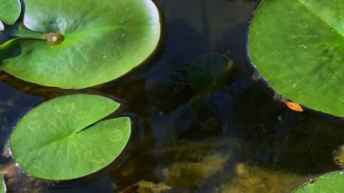Güzel Lily Lotus Çiçekleri ve Sakin Göl Suyunda Yapraklar