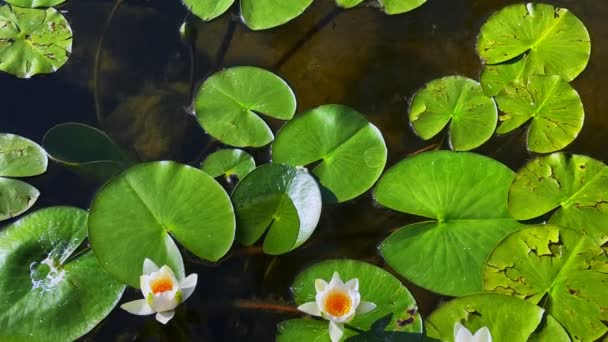 Piękne Lily Lotos Kwiaty Liście Spokojnej Wodzie Jeziora — Wideo stockowe