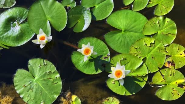 Hermosas Flores Hojas Loto Lirio Agua Del Lago Calma — Vídeo de stock