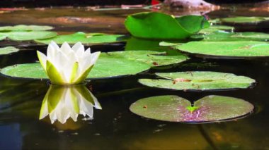 Güzel Lily Lotus Çiçekleri ve Sakin Göl Suyunda Yapraklar