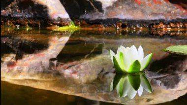 Güzel Lily Lotus Çiçekleri ve Sakin Göl Suyunda Yapraklar