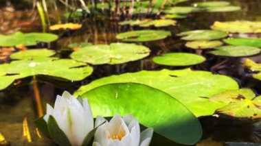 Güzel Lily Lotus Çiçekleri ve Sakin Göl Suyunda Yapraklar