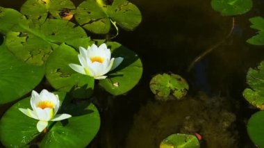 Güzel Lily Lotus Çiçekleri ve Sakin Göl Suyunda Yapraklar