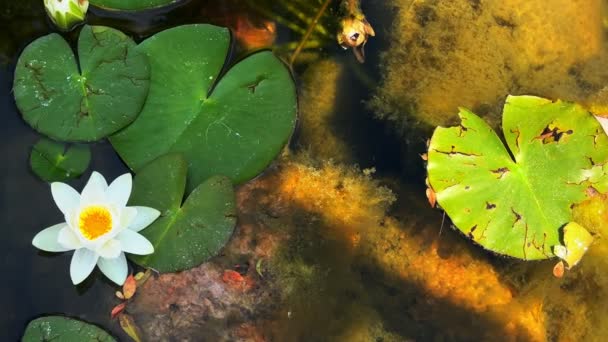 Vackra Lily Lotus Blommor Och Blad Calm Lake Water — Stockvideo