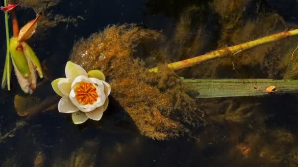 Lírio Bonito Flores Lótus Folhas Calm Lake Water — Vídeo de Stock