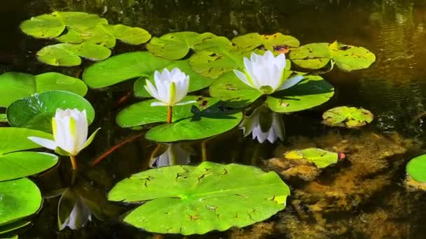 Lírio Bonito Flores Lótus Folhas Calm Lake Water — Vídeo de Stock