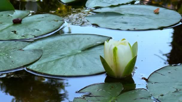Vackra Lily Lotus Blommor Och Blad Calm Lake Water — Stockvideo