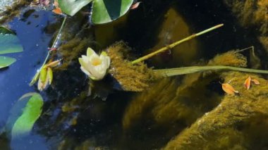Güzel Lily Lotus Çiçekleri ve Sakin Göl Suyunda Yapraklar