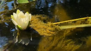 Güzel Lily Lotus Çiçekleri ve Sakin Göl Suyunda Yapraklar