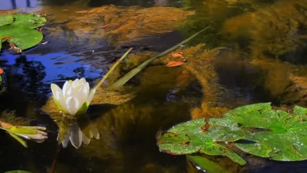 Bella Lily Lotus Fiori Foglie Acque Calme Del Lago — Video Stock