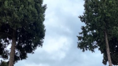 Müslümanların Video 'ya taptığı tarihi caminin ayrıntıları