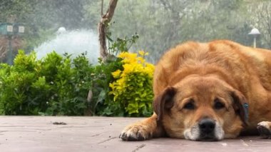 Park ve Fountain Video 'da Kahverengi Köpek