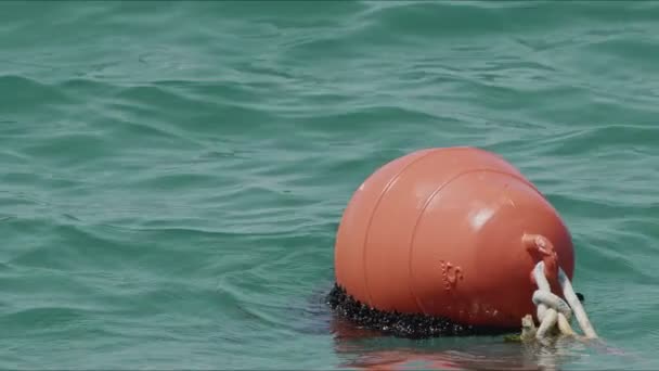 Sea Buoy Pure Sea Water — Stok Video