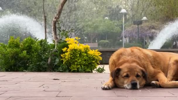 Brown Dog Park Fountain Video — стокове відео
