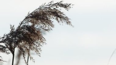 Bitki Kamışları Rüzgâr Videosunda Doğada