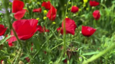  Bitkiler ve çiçekler doğada rüzgarla dans ediyor. 