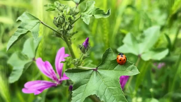 Ladybug Plants Green Nature — Stock Video
