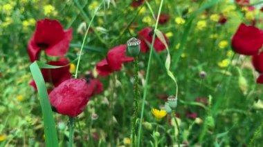  Bitkiler ve çiçekler doğada rüzgarla dans ediyor. 