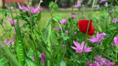  Bitkiler ve çiçekler doğada rüzgarla dans ediyor. 