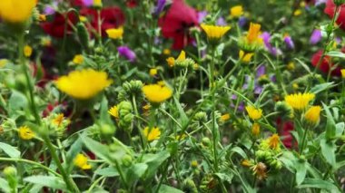  Bitkiler ve çiçekler doğada rüzgarla dans ediyor. 