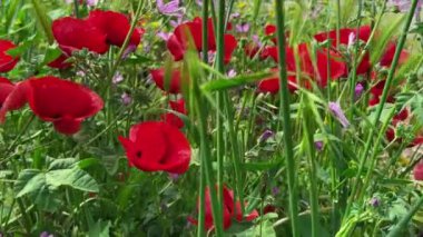  Bitkiler ve çiçekler doğada rüzgarla dans ediyor. 