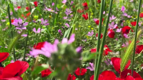 自然の風とともに踊る植物や花 — ストック動画