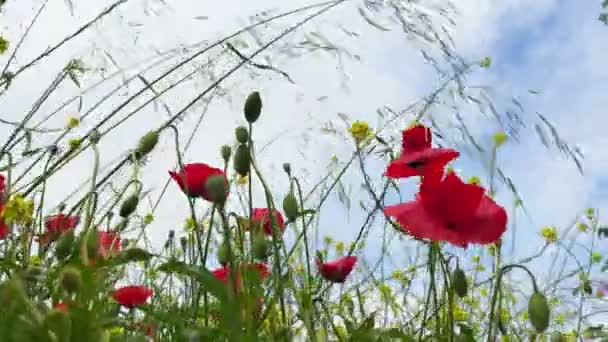 Φυτά Και Λουλούδια Χορεύουν Τον Άνεμο Στη Φύση — Αρχείο Βίντεο