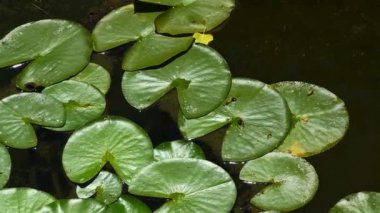 Lotus Flowers and Leaves on Lake Water Video