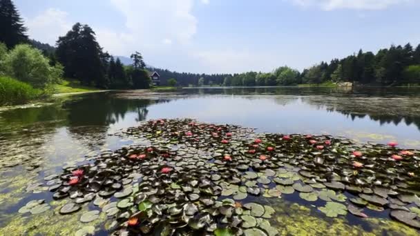 Lotus Flowers Leaves Lake Water Video — Stock Video
