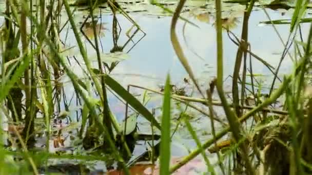 Lotus Flowers Leaves Lake Water Video — Vídeos de Stock