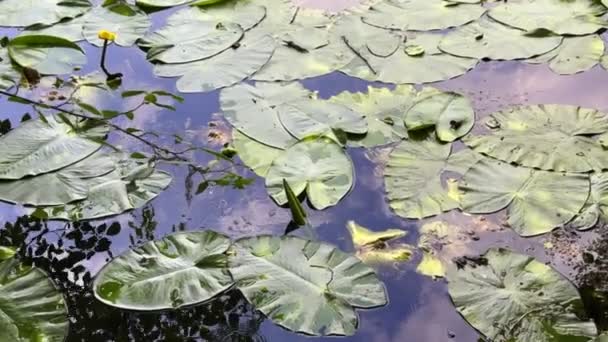 Lotus Flowers Leaves Lake Water Video — Stock videók