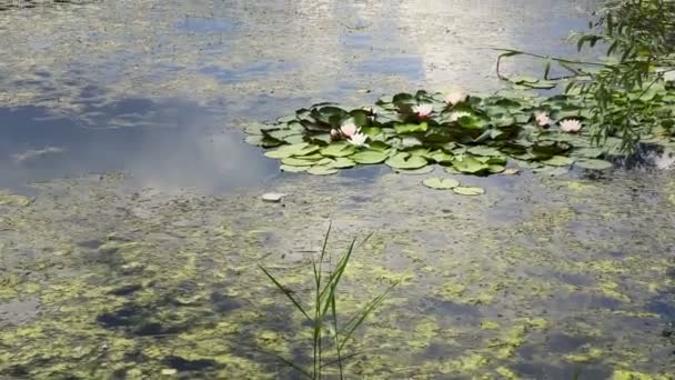 Lotus Flowers Leaves Lake Water Video — стоковое видео
