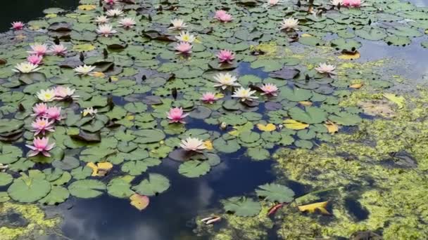 Lotus Flowers Leaves Lake Water Video — Stok video
