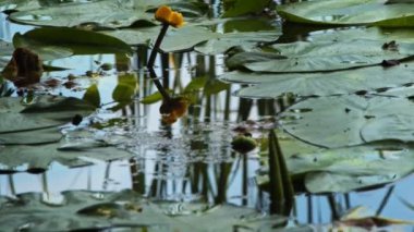 Lotus Flowers and Leaves on Lake Water Video