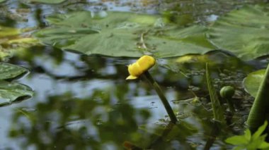 Lotus Flowers and Leaves on Lake Water Video
