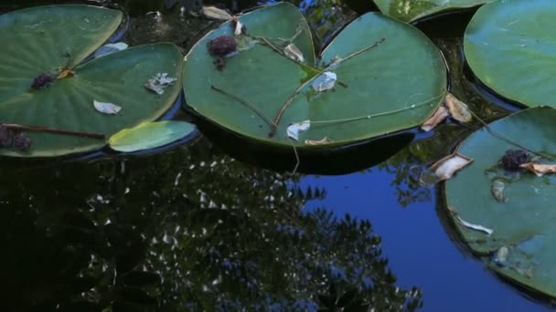 Lotus Flowers Leaves Lake Water Video — Vídeos de Stock