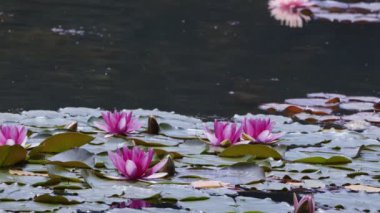 Lotus Flowers and Leaves on Lake Water Video