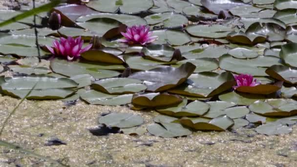 Lotus Flowers Leaves Lake Water Video — Stock video