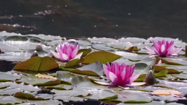 Lotus Flowers Leaves Lake Water Video — Stockvideo