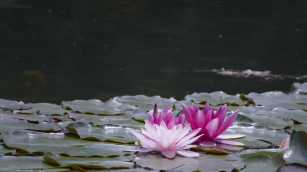 Lotus Flowers Leaves Lake Water Video — Vídeo de Stock