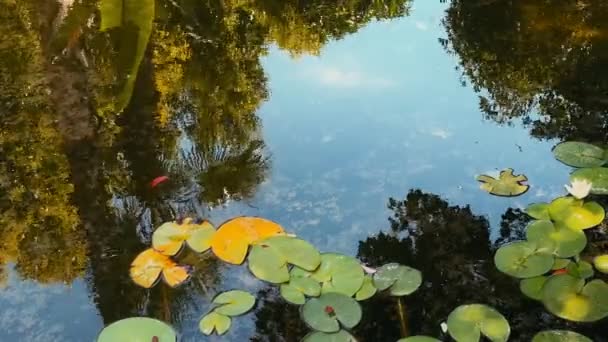 Lotus Flowers Leaves Lake Water Video — ストック動画