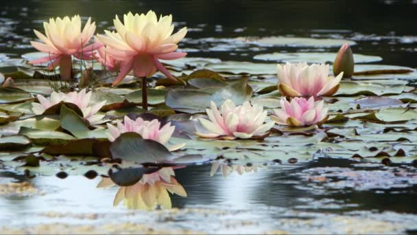 Lotus Flowers Leaves Lake Water Video — Wideo stockowe