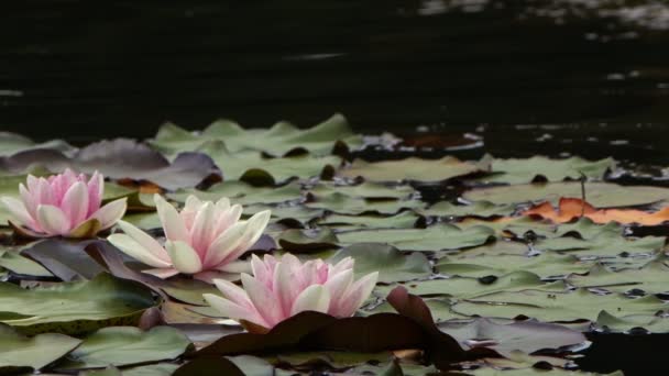 Lotus Flowers Leaves Lake Water Video — стокове відео